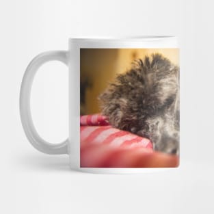 Toy poodles nane Molly 3 Mug